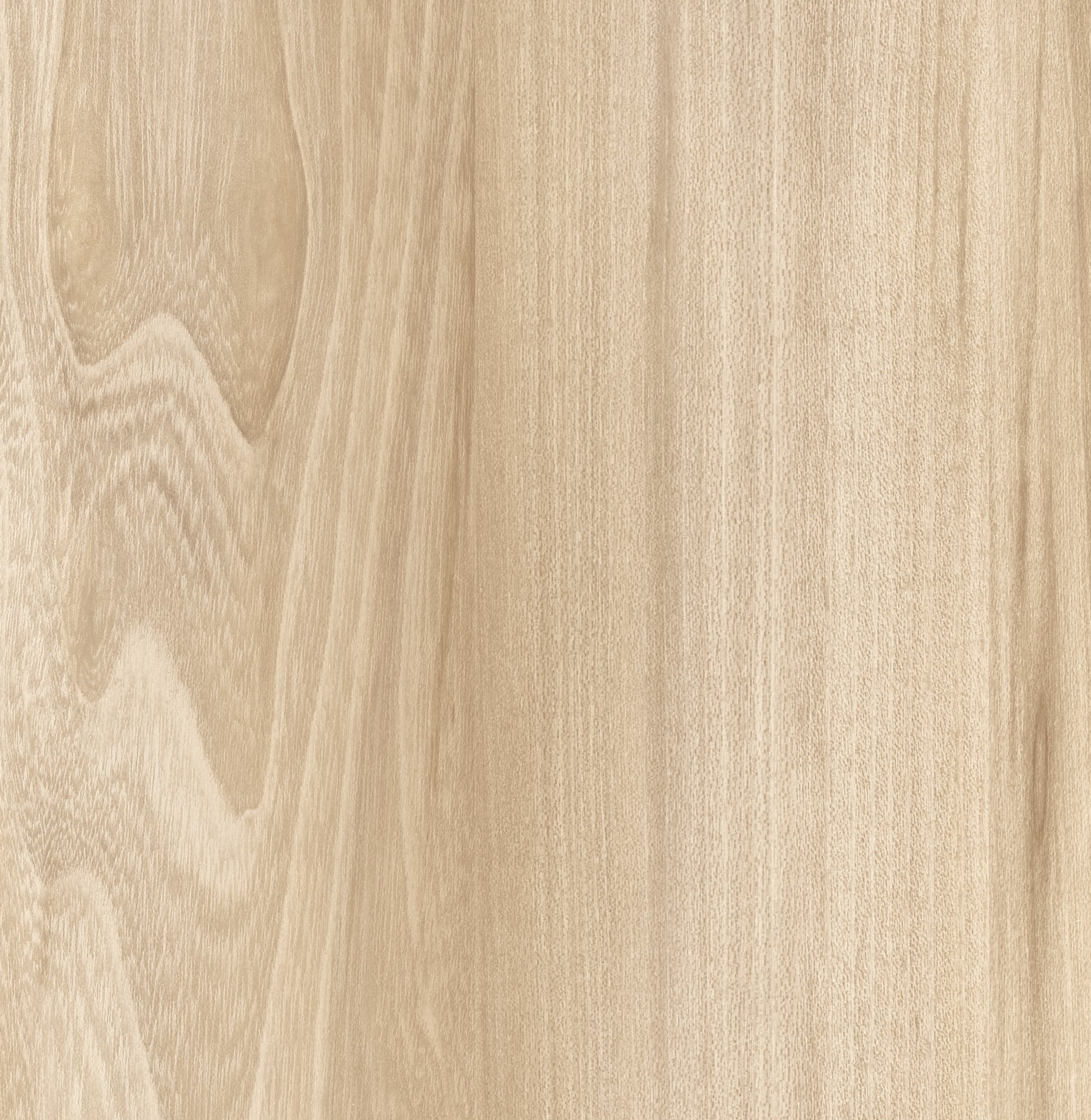 SILVRETTA ELM 0229 