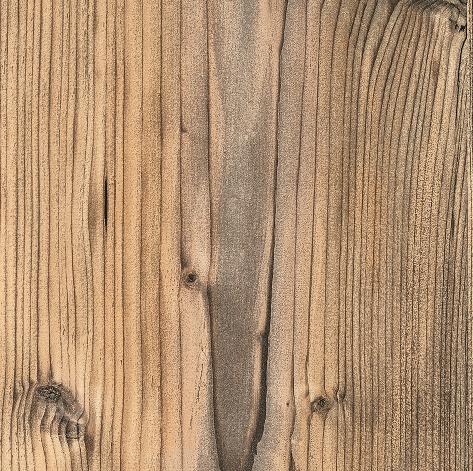 BROWN SILVER FIR 0921