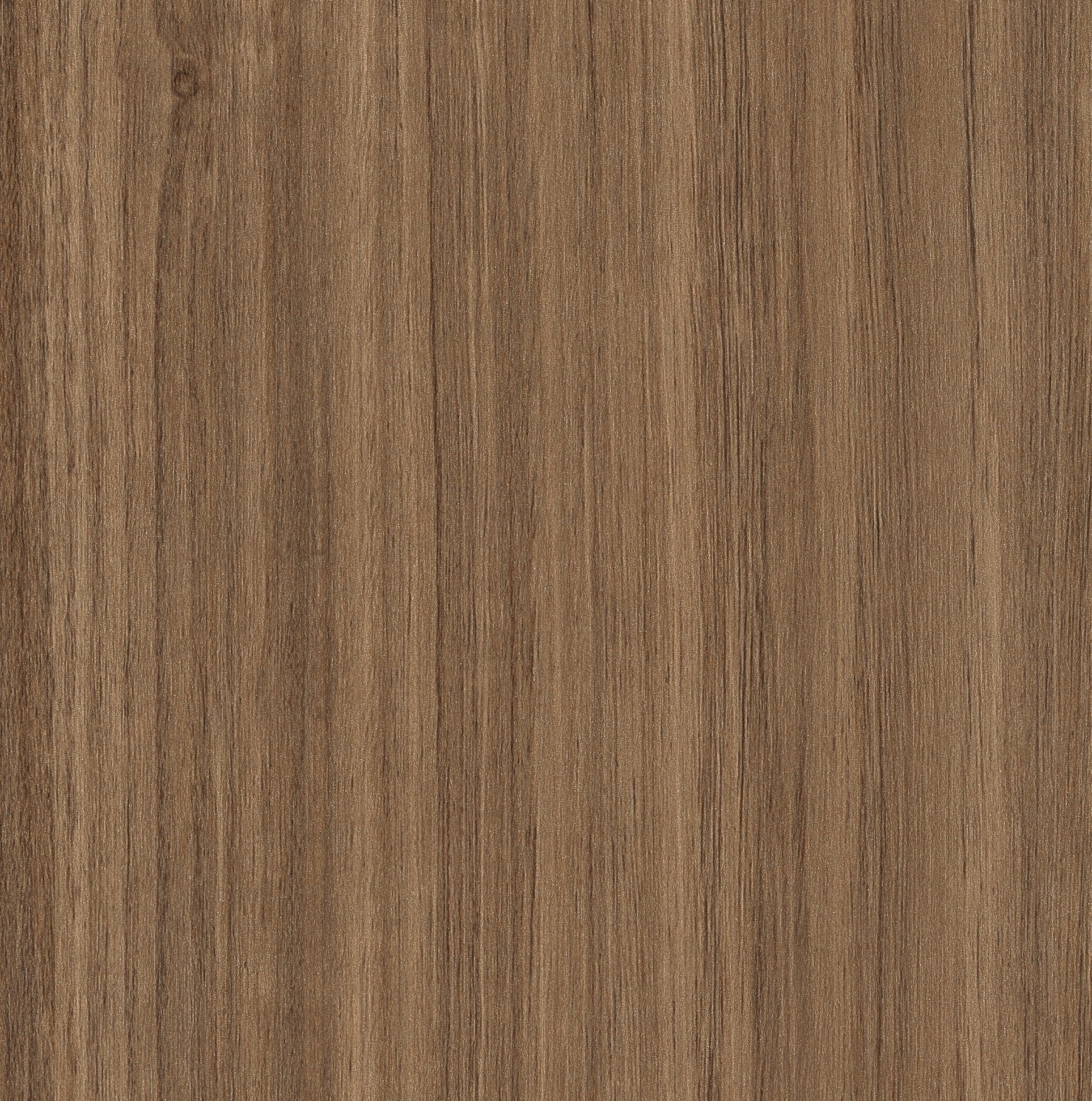 RIGA EUCALYPTUS L064 (4024)